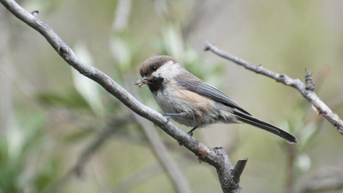 A Gray-headed Chickadee with a mouthful of insects in Alaska's Arctic National Wildlife Refuge. Photo Aaron Lang.