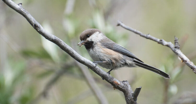 A Gray-headed Chickadee With A Mouthful Of Insects In Alaska's Arctic National Wildlife Refuge. Photo Aaron Lang.