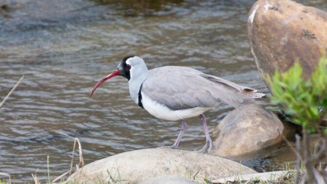 The iconic Ibisbill is a shorebird endemic to the Himalayas where it feeds along fast moving clear streams and rivers.
