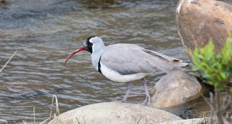 The Iconic Ibisbill Is A Shorebird Endemic To The Himalayas Where It Feeds Along Fast Moving Clear Streams And Rivers.