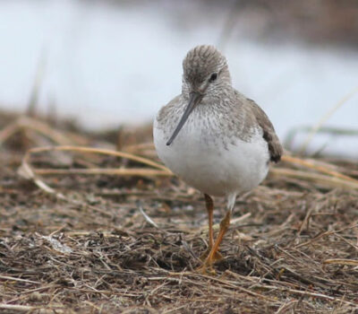 James Captured This Fantastic Portrait Of One Of The Trip's Best Birds, The Fantastic Terek Sandpiper Which Was Seen On Both Of Our Spring Trips This Year. Photo James Levison.