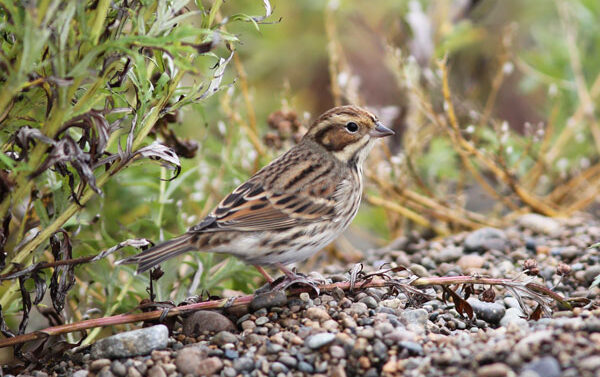 James Levison captured this fantastic portrait of the Little Bunting, which showed well on the first three days of our tour to Gambell. Photo James Levison.