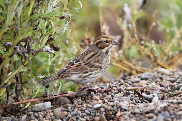 James Levison Captured This Fantastic Portrait Of The Little Bunting, Which Showed Well On The First Three Days Of Our Tour To Gambell. Photo James Levison.