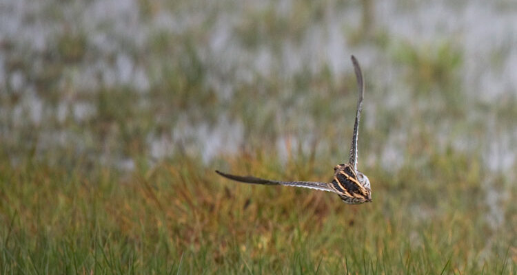 Jack Snipe, St. Paul Island, Alaska, 27 September 2015.