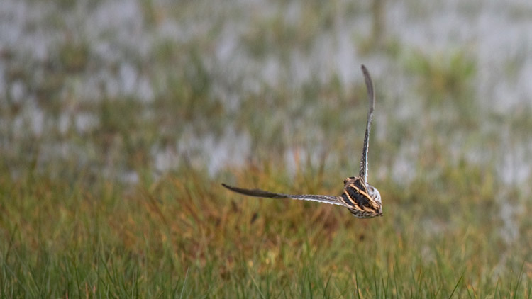 Jack Snipe, St. Paul Island, Alaska, 27 September 2015.
