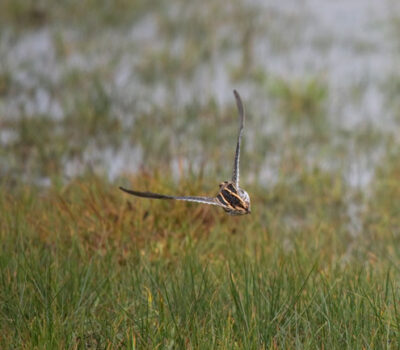 A Jack Snipe is readily identified in flight by its small size and shorter bill, bold golden braces, white trailing edge to secondaries and inner primaries and the lack of an orange band on the tail.