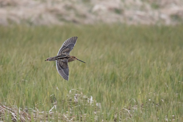 The white trailing edge to the wing averages slightly broader on a Common Snipe than on a Wilson's Snipe.