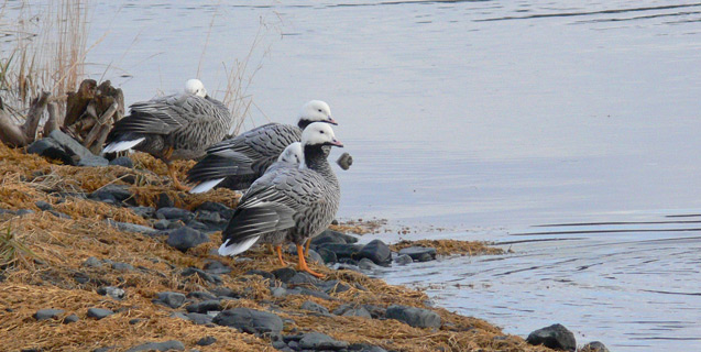 Wintering Emperor Geese at Kodiak Island, Alaska.