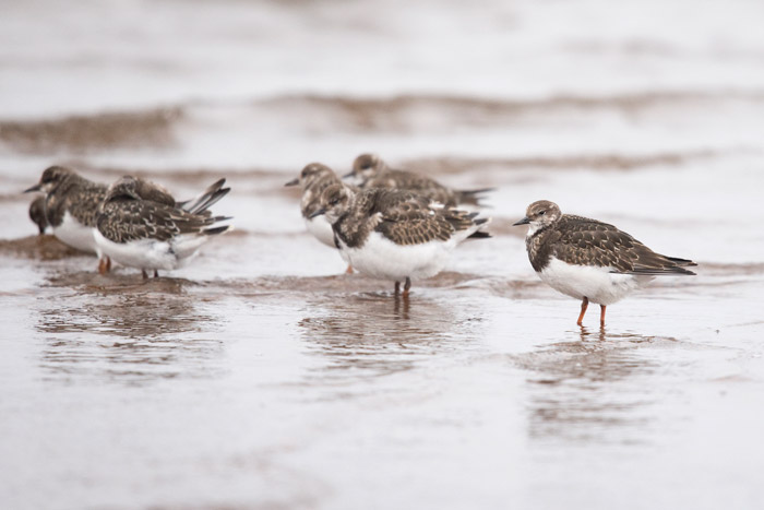 Juvenile Ruddy Turnstones gather on the north end of Troutman Lake at Gambell.