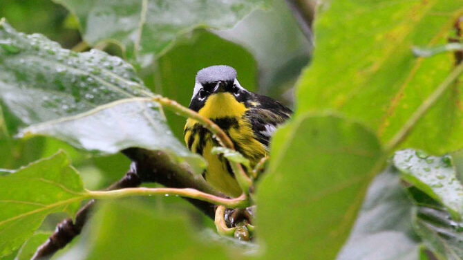 A Magnolia Warbler peers through the vegetation at Hyder, Alaska. Photo Steve Heinl.