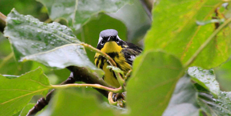 A Magnolia Warbler Peers Through The Vegetation At Hyder, Alaska. Photo Steve Heinl.