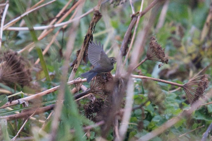 A real poser, this Red-flanked Bluetail allowed for great looks!