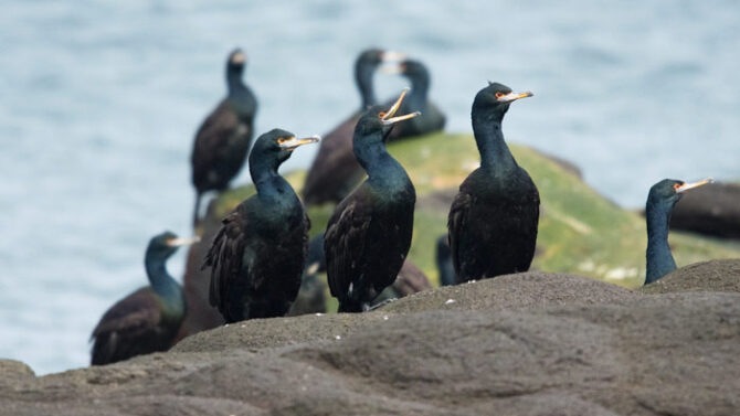 Red-faced Cormorant Is The Most Common Cormorant On The Pribilofs, And The Only One That Nests.