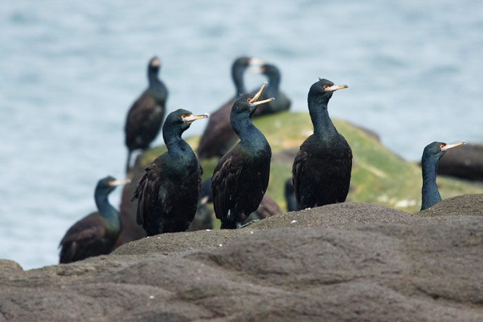 Red-faced Cormorant is the most common Cormorant on the Pribilofs, and the only one that nests.