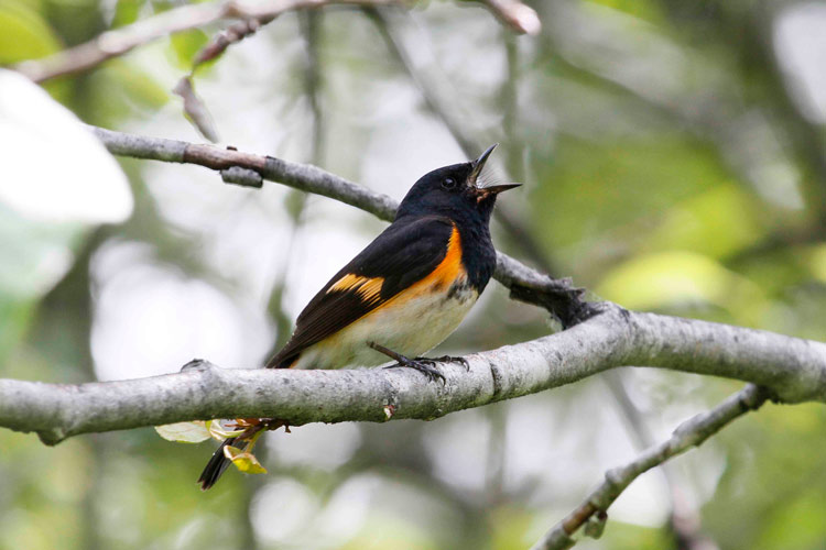 A stunning male American Redstart sings in Hyder. Photo Steve Heinl.