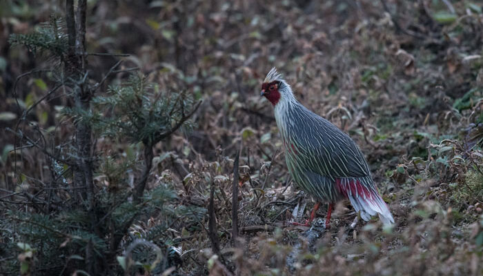 Blood Pheasants Inhabit The High Elevation Conifer/rhododendron Forests And Can Often Be Found In Fairly Large Flocks.