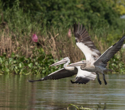 Tonle Sap Lake And The Prek Toal Waterbird Colony Is Home To Hundreds Of Spot-billed Pelicans.