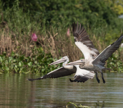 Tonle Sap Lake and the Prek Toal Waterbird Colony is home to hundreds of Spot-billed Pelicans.