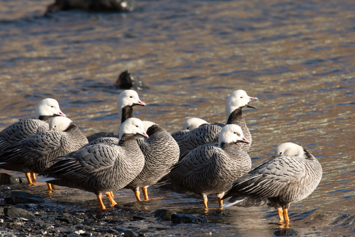 Is this our most beautiful goose? Emperor Geese on Kodiak Island. Photo Lucas DeCicco.