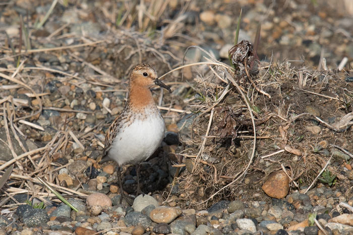 The aptly named Red-necked Stint. Photo Aaron Lang.