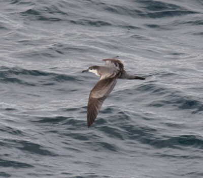 While Buller's Shearwaters Regularly Occur In The Gulf Of Alaska During The Fall, They Are Very Difficult To Find As Few Pelagic Opportunities Exist. Seeing One In Alaska Is A Thrill!
