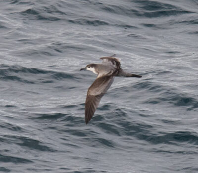 While Buller's Shearwaters regularly occur in the Gulf of Alaska during the fall, they are very difficult to find as few pelagic opportunities exist. Seeing one in Alaska is a thrill!