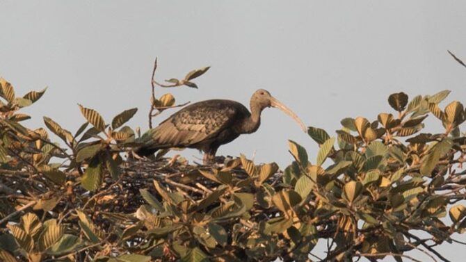 The rarest bird of the trip, this Giant Ibis at a nest site was a thrill for all!
