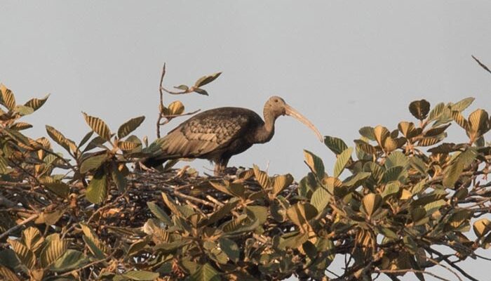 The Rarest Bird Of The Trip, This Giant Ibis At A Nest Site Was A Thrill For All!