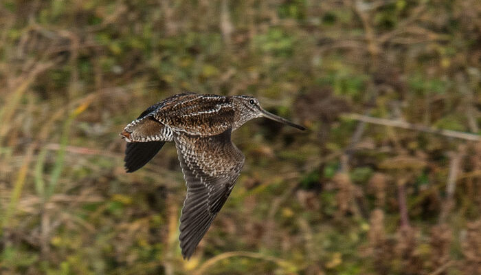 The Rarest Bird Of Our Trip Was This Solitary Snipe, Only The Third Ever Recorded In North America! Photo Aaron Lang.