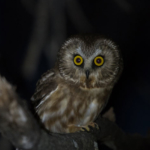 This Cheeky Northern Saw-whet Owl Was Eagerly Singing In The Twilight At An Anchorage Area Park.