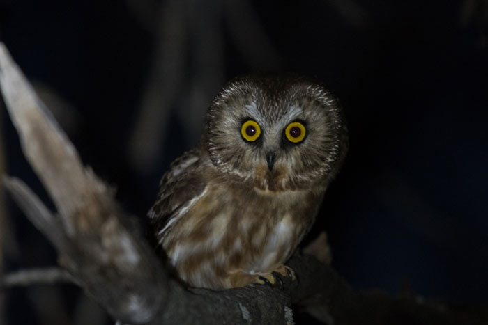 This cheeky Northern Saw-whet Owl was eagerly singing in the twilight at an Anchorage area park.