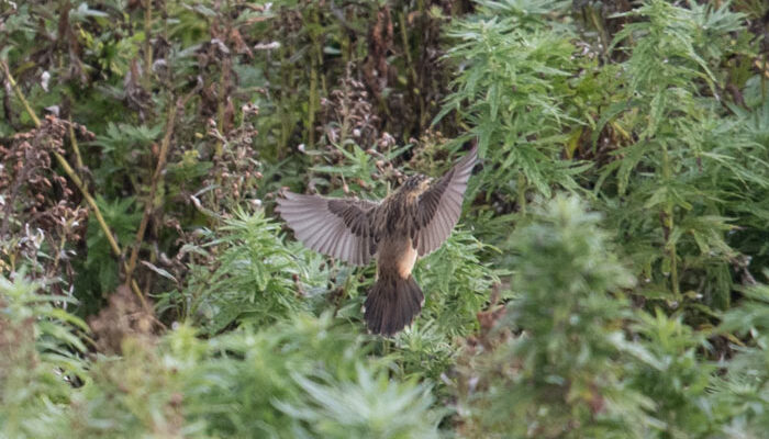 North America's First Pallas's Grasshopper Warbler At Gambell, Alaska.