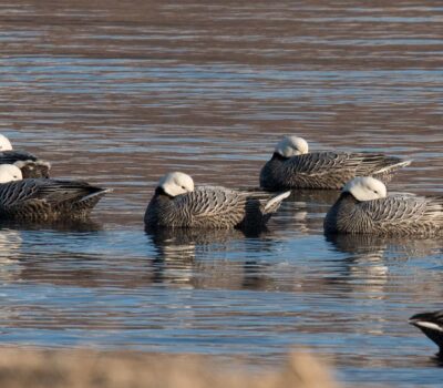 A flock of sleeping Emperor Geese in Kodiak, Alaska
