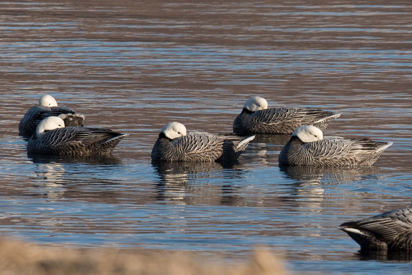 A flock of sleeping Emperor Geese in Kodiak, Alaska