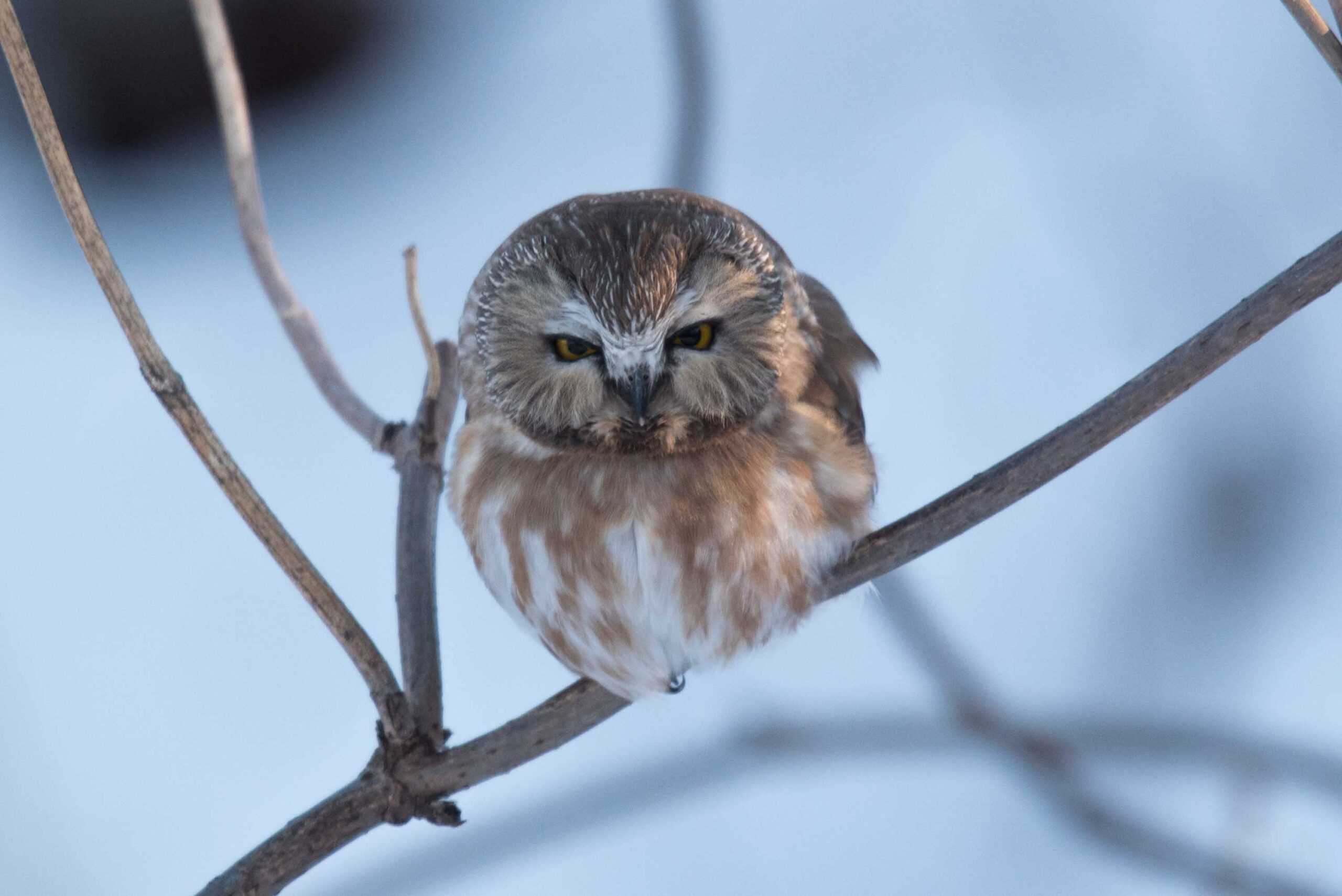 A Northern Saw-whet Owl patrols the grounds of the WBA home office. Photo Aaron Lang.