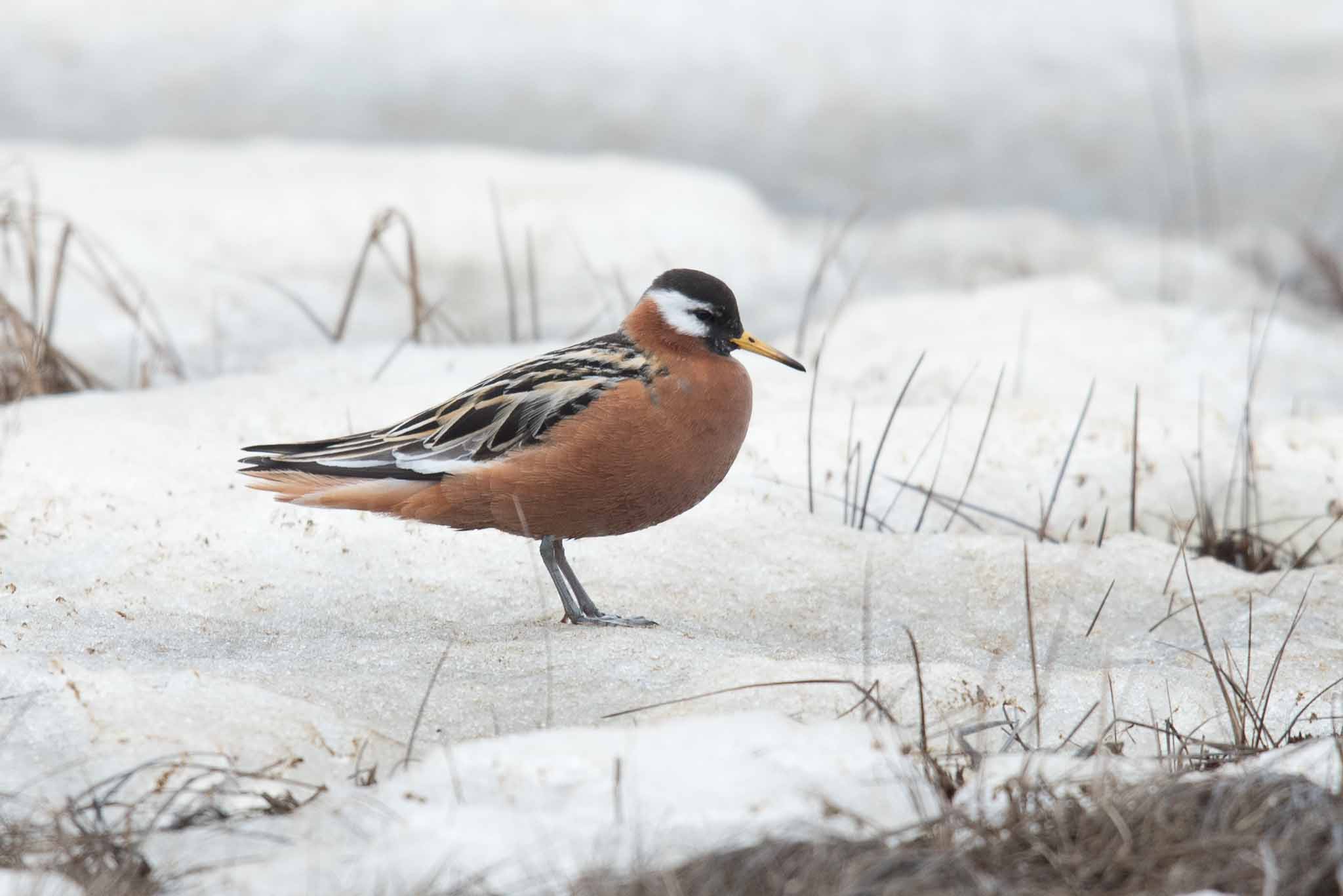 barrow alaska tours