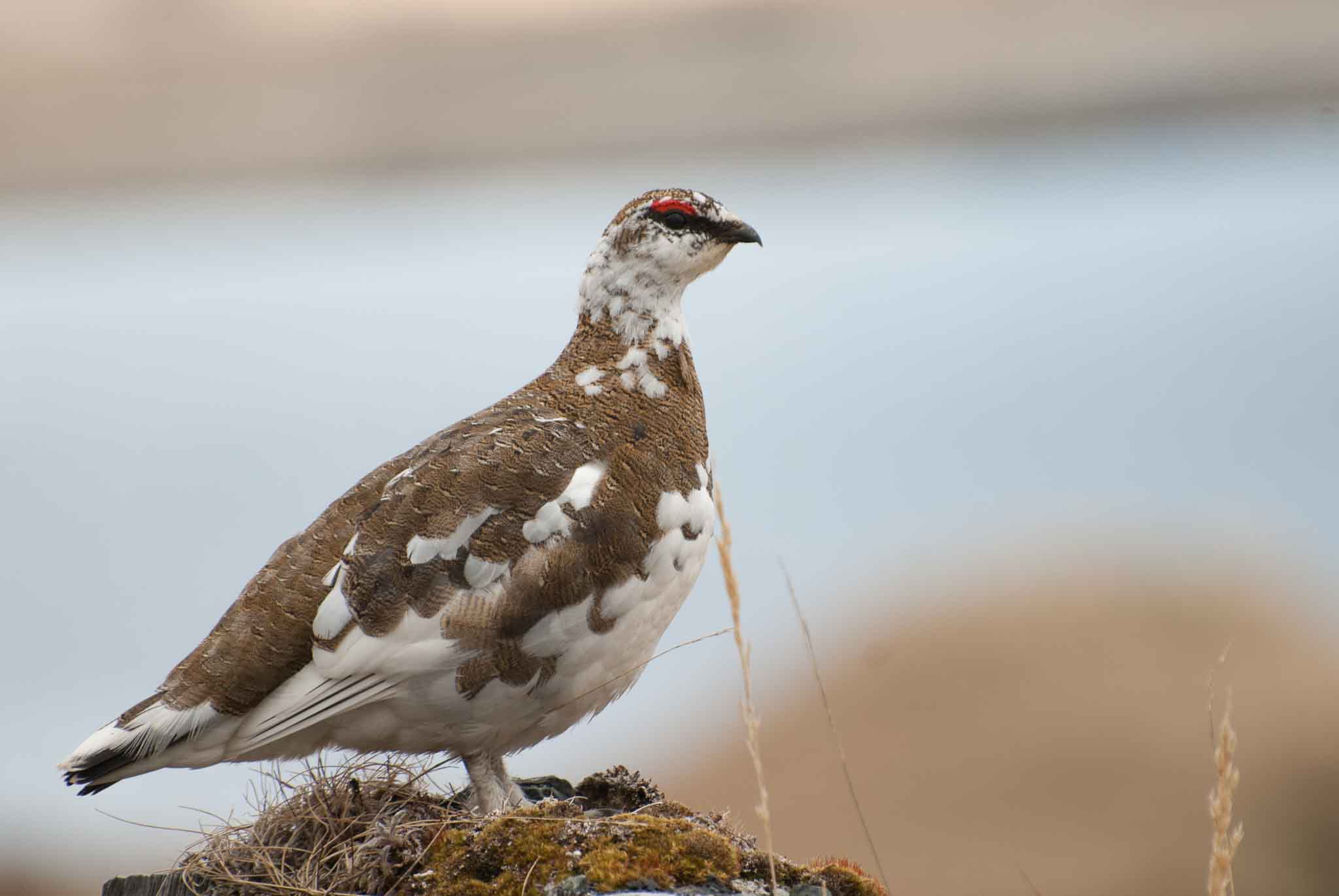 attu birding tours 2022