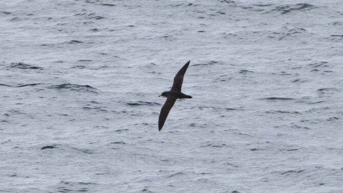 Alaska's First Record Of Flesh-footed Shearwater Found By Wilderness Birding Adventures
