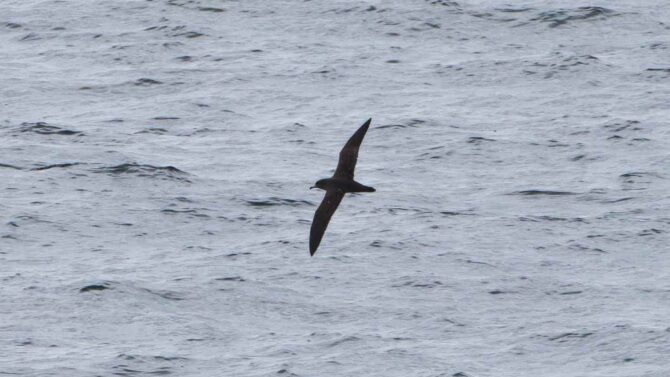 Alaska's first record of Flesh-footed Shearwater found by Wilderness Birding Adventures