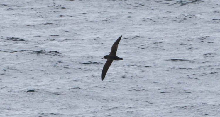 Alaska's First Record Of Flesh-footed Shearwater Found By Wilderness Birding Adventures