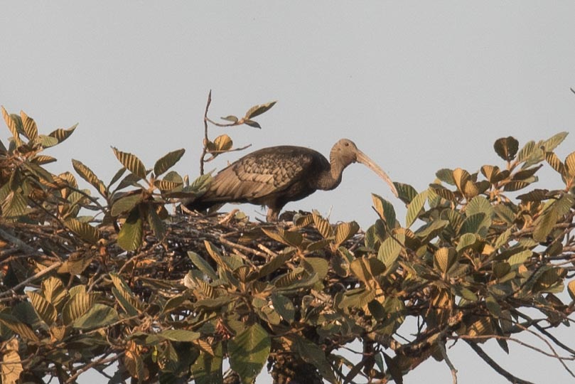 Birding Cambodia
