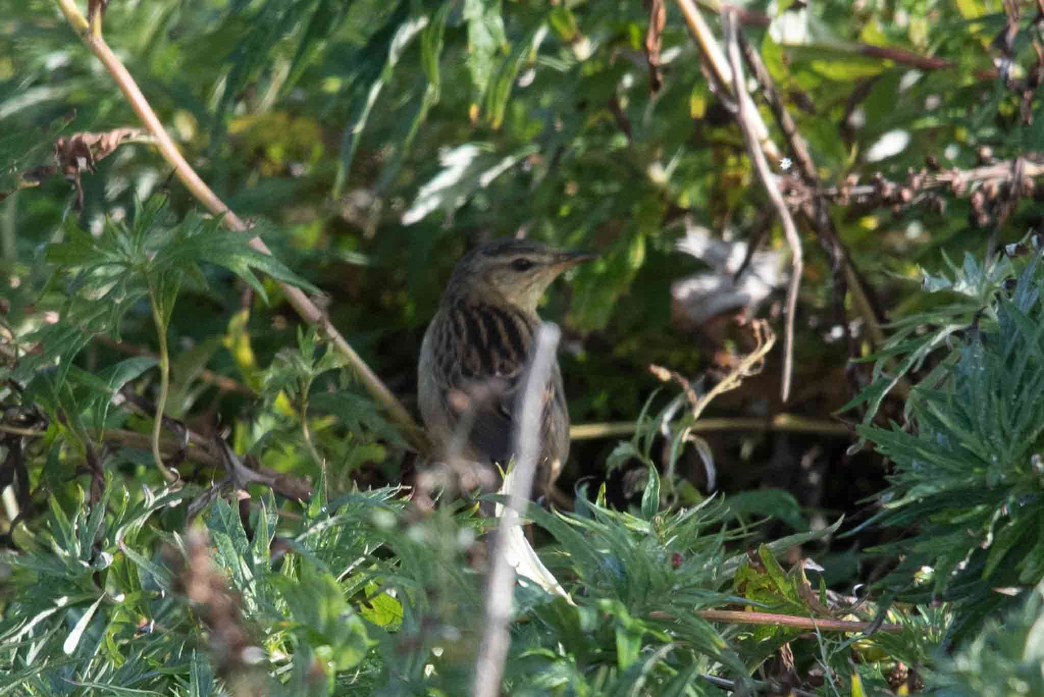 North America's first Pallas's Grasshopper Warbler at Gambell, Alaska.