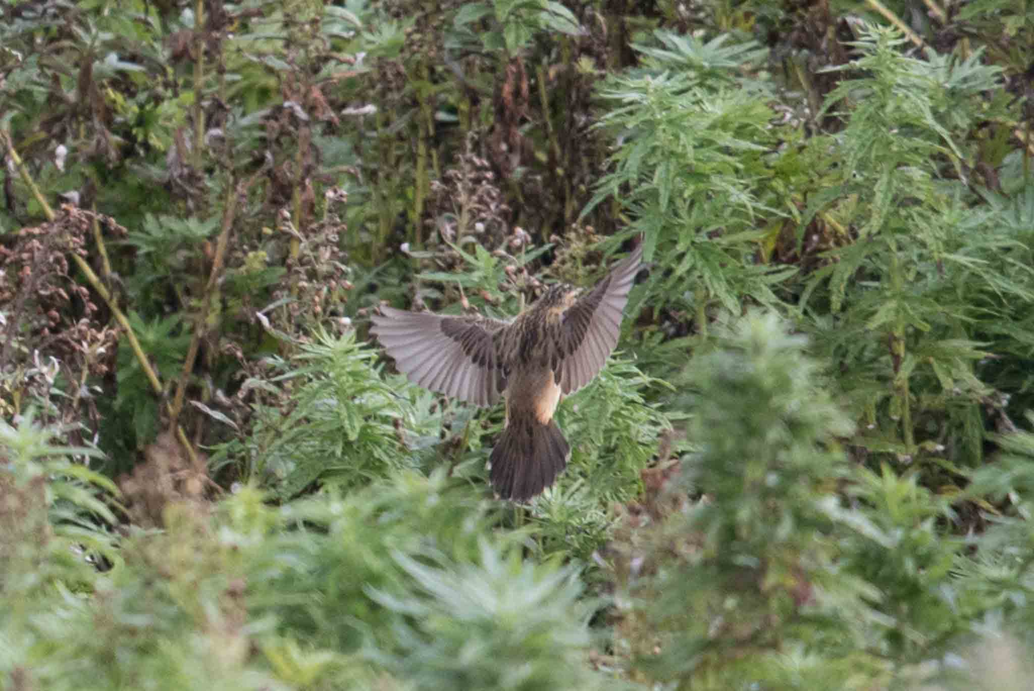 North America's first Pallas's Grasshopper Warbler at Gambell, Alaska.