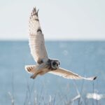 A Short-eared Owl Flies By A Group Of Birders Near Nome, Alaska