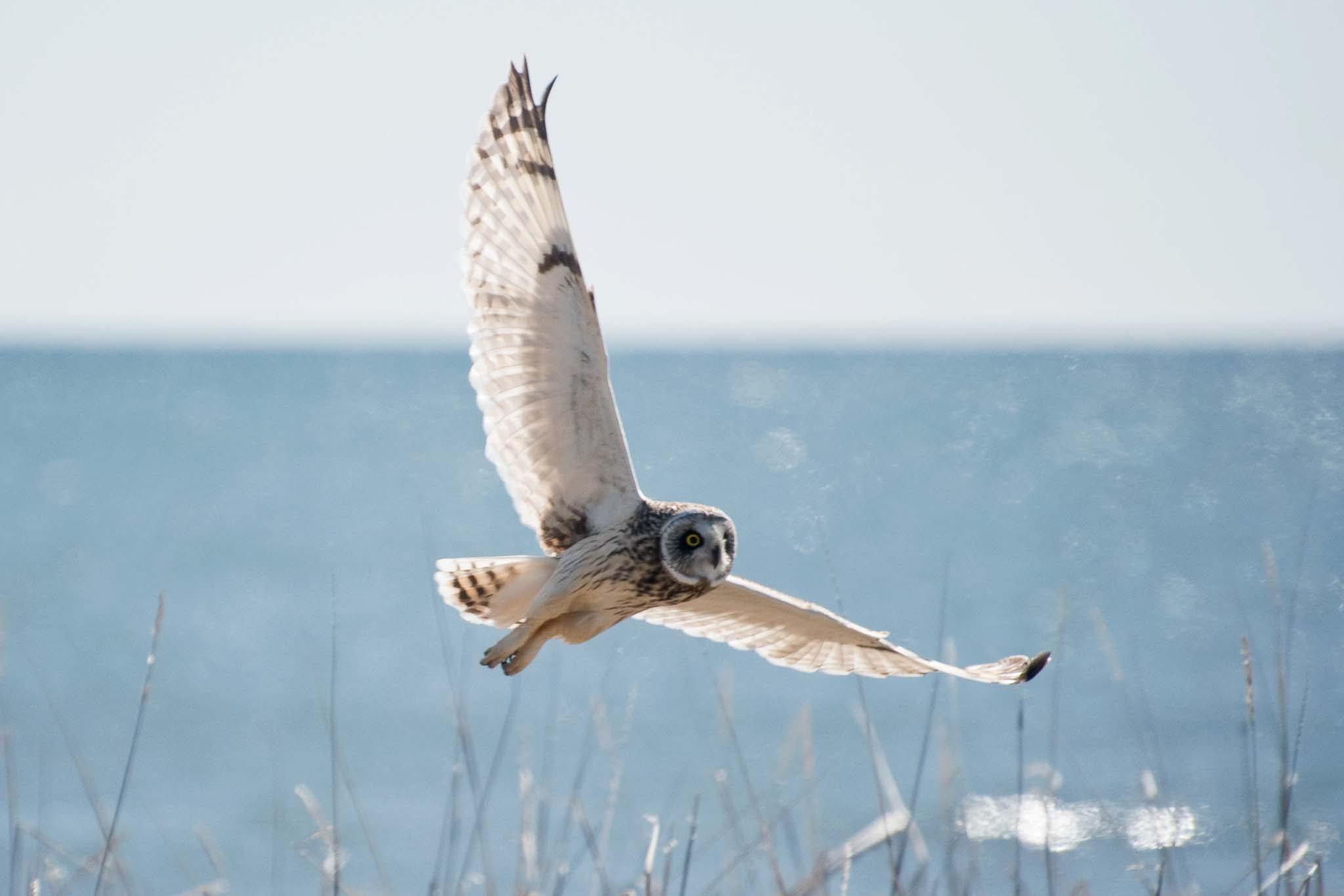 A Short-eared Owl flies by a group of birders near Nome, Alaska