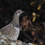 A Male Spruce Grouse Spies A Group Of Birders Near Homer, Alaska