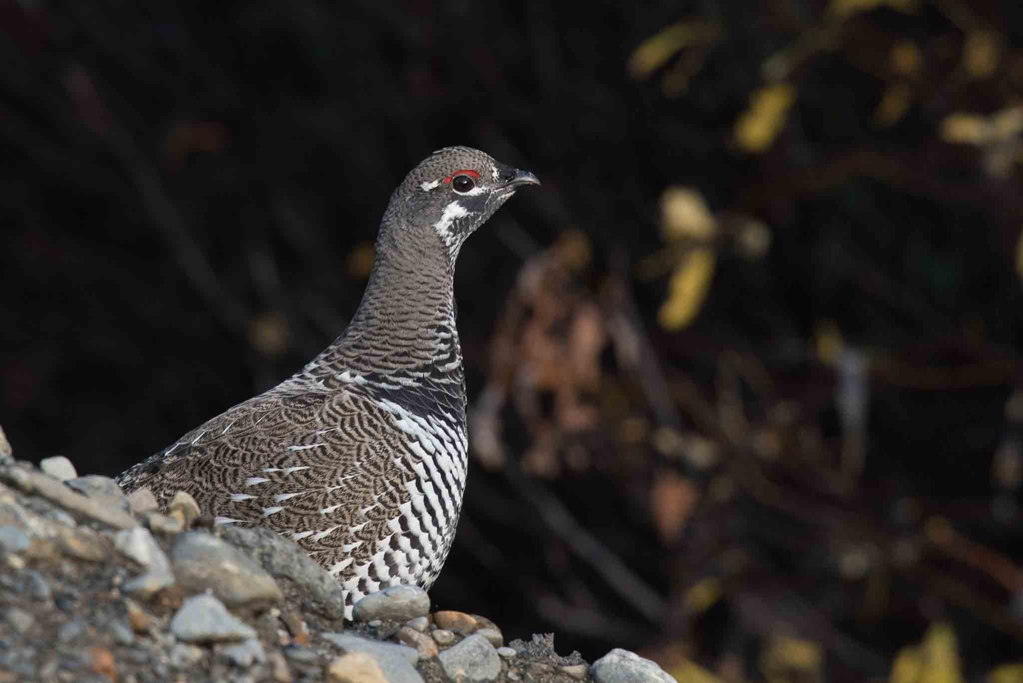 A male Spruce Grouse spies a group of birders near Homer, Alaska