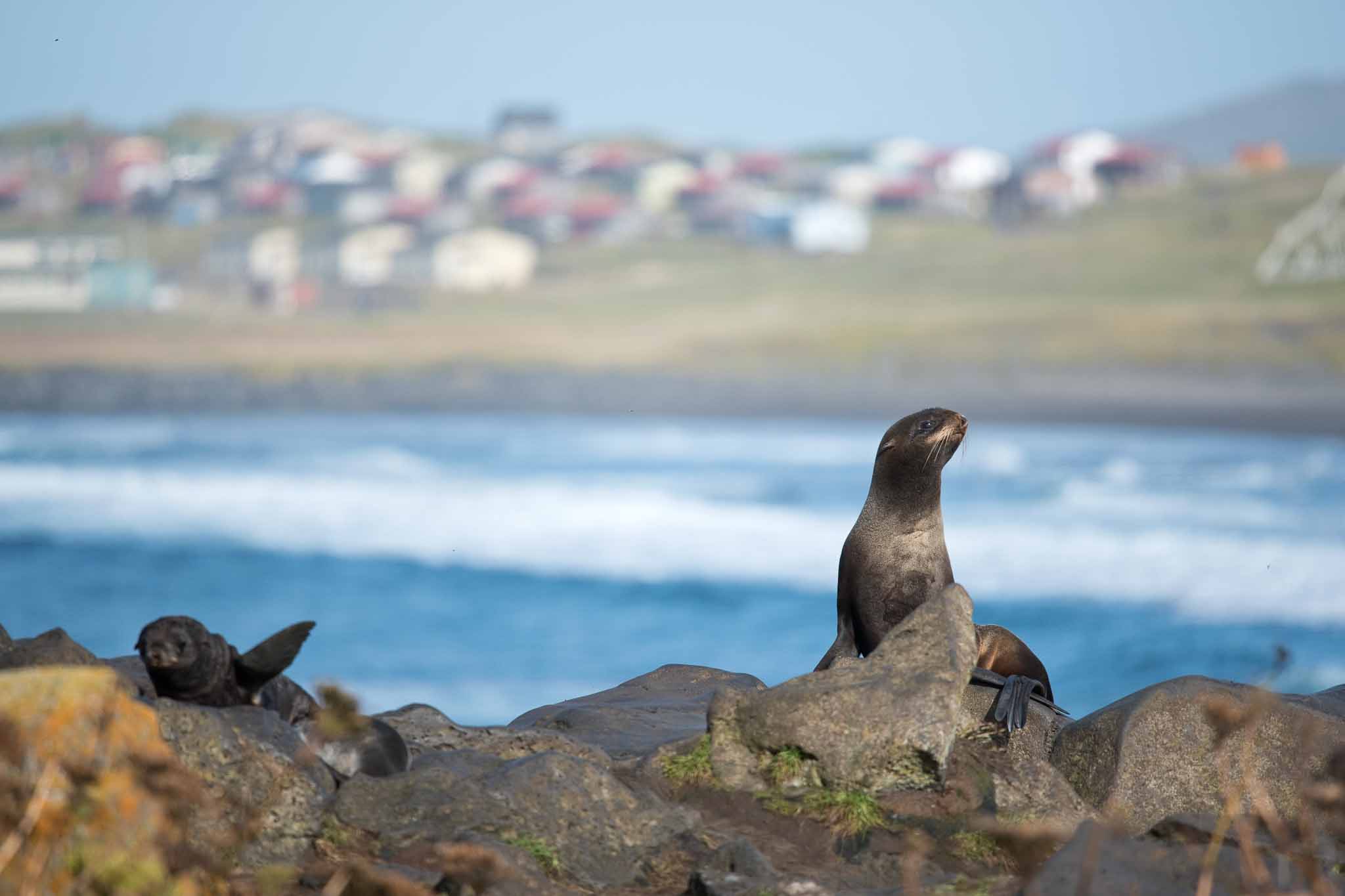 pribilof islands birding tours