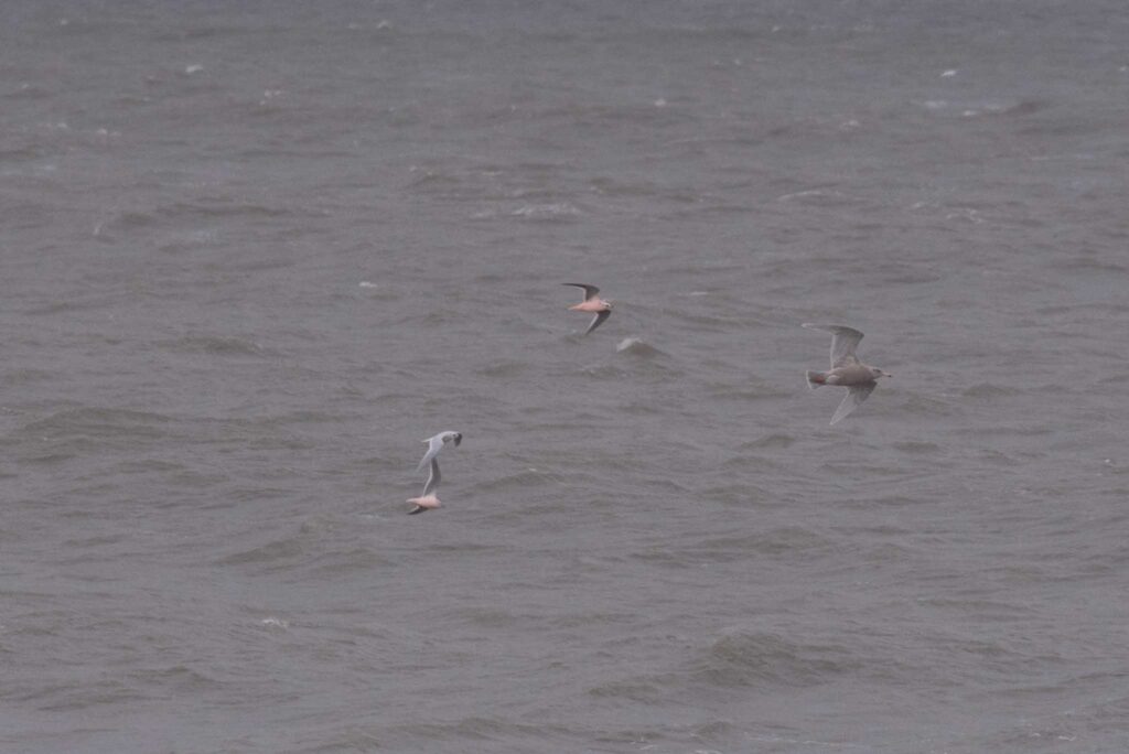 Ross's Gulls pass close by our vantage in Utiagvik, Alaska.