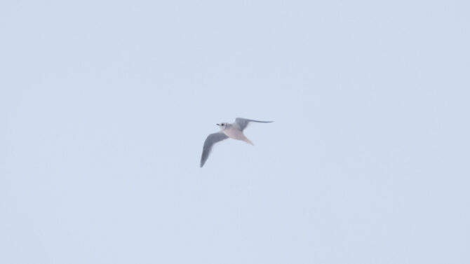 Ross's Gull at Utqiagvik (Barrow), Alaska on a Wilderness Birding Adventures tour